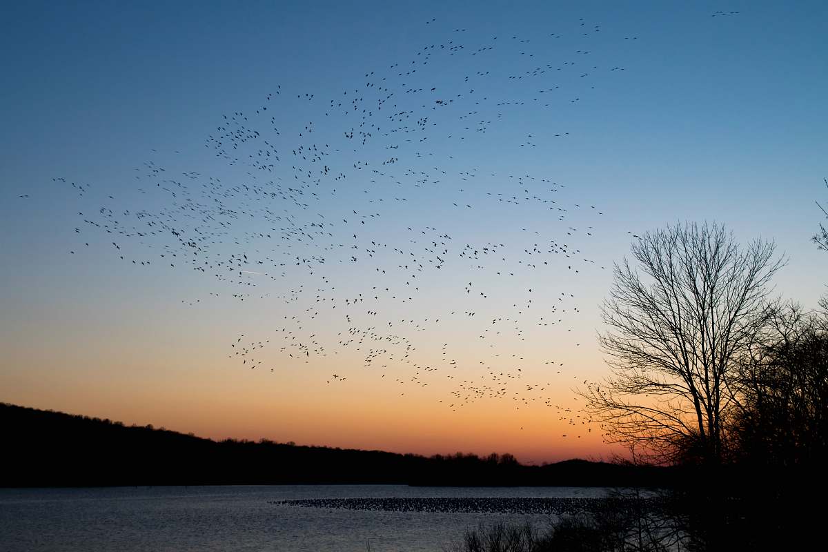 middle creek wildlife management area flock of bird flying during sunset stevens